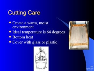Cutting Care Create a warm, moist environment Ideal temperature is 64 degrees  Bottom heat Cover with glass or plastic 