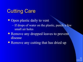Cutting Care Open plastic daily to vent If drops of water on the plastic, punch a few small air holes Remove any dropped leaves to prevent disease Remove any cutting that has dried up 