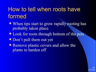 How to tell when roots have formed When tips start to grow rapidly rooting has probably taken place Look for roots through bottom of the pots Don’t pull them out yet Remove plastic covers and allow the plants to harden off  