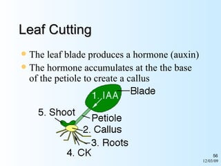 06/07/09 Leaf Cutting The leaf blade produces a hormone (auxin) The hormone accumulates at the the base of the petiole to create a callus 