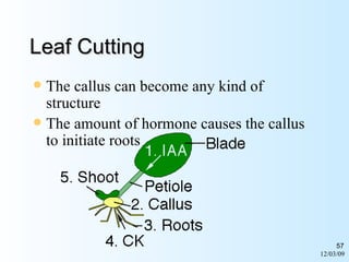06/07/09 Leaf Cutting The callus can become any kind of structure The amount of hormone causes the callus to initiate roots 