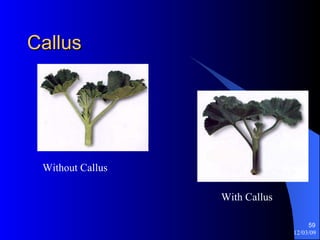 Callus Without Callus With Callus 
