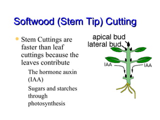 Softwood (Stem Tip) Cutting Stem Cuttings are faster than leaf cuttings because the leaves contribute The hormone auxin (IAA) Sugars and starches through photosynthesis 