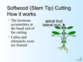 06/07/09 Softwood (Stem Tip) Cutting How it works The hormone accumulates at the basal end of the cutting Callus and ultimately roots are formed 