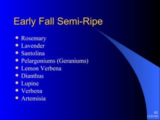 Early Fall Semi-Ripe Rosemary Lavender Santolina Pelargoniums (Geraniums) Lemon Verbena Dianthus Lupine Verbena Artemisia 