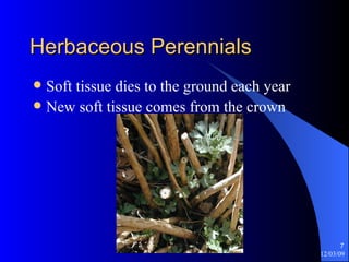 Herbaceous Perennials Soft tissue dies to the ground each year New soft tissue comes from the crown 