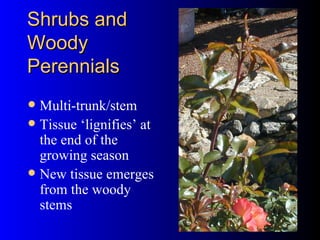 Shrubs and Woody Perennials Multi-trunk/stem Tissue ‘lignifies’ at the end of the growing season New tissue emerges from the woody stems 