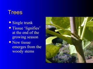 Trees Single trunk  Tissue ‘lignifies’ at the end of the growing season New tissue emerges from the woody stems 