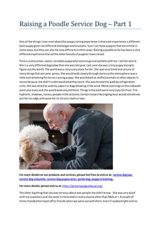 Raising a Poodle Service Dog – Part 1
One of the thingsI love mostaboutthe puppyraisingexperience isthateachexperience isdifferent.
Each puppygivesme differentchallengesandtriumphs.Sure Ican have puppiesthatare similarin
some ways,buttheycan also be verydifferentinotherways.Raisingapoodle sofarhas beena very
differentexperience thanall the otherbreedsof puppiesIhave raised.
Pixie isaverysmart, sweet,sensitive puppywholovestogoeverywhere withme.Iamherworld.
She isa verydifferentdogtodaythanshe was lastyear.Last yearshe was a tinypuppytryingto
figure outthe world.The worldwasa veryscary place forher.She wasverytimidandunsure of
manythingsthat we came across.She wouldwalkslowlythroughstoresasthe atmosphere wasa
little overwhelmingforherasa youngpuppy.She wouldbarkat stuffedanimalsorotherobjectsin
storesbecause she didn’tunderstandwhattheywere.She washesitanttowalkbyrefrigeration
units.She wasafraidto walkby papersor bagsblowinginthe wind.Metal coveringsonthe sidewalk
were alsoscary and she wouldwalkaroundthem.Thingsinthe darkwere veryscary forPixie.Fire
hydrants,shadows,noises,people inthe distance.Certainnoiseslike jingling keyswouldsometimes
put heron edge andcause her to letouta bark or two.
For more detailson our products and services,please feel free tovisitus at: service doglaw,
service dog etiquette, service dogpuppyraiser, guide dog, puppy intraining.
For more details,please visitus at: https://growingupguidepup.org/
The other bigthingthat she wasnervousaboutwas people she didn’tknow. She wasveryaloof
withmycoworkersand she wasn’tinterestedinreallyanyoneotherthanMatt or I. A couple of
timesIhandedherleashoff to friendswhenwe were outwiththem.Evenif Iwalkedrightnextto
 