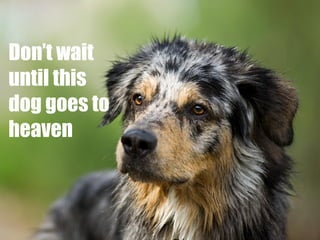 Don’t wait
until this
dog goes to
heaven

 