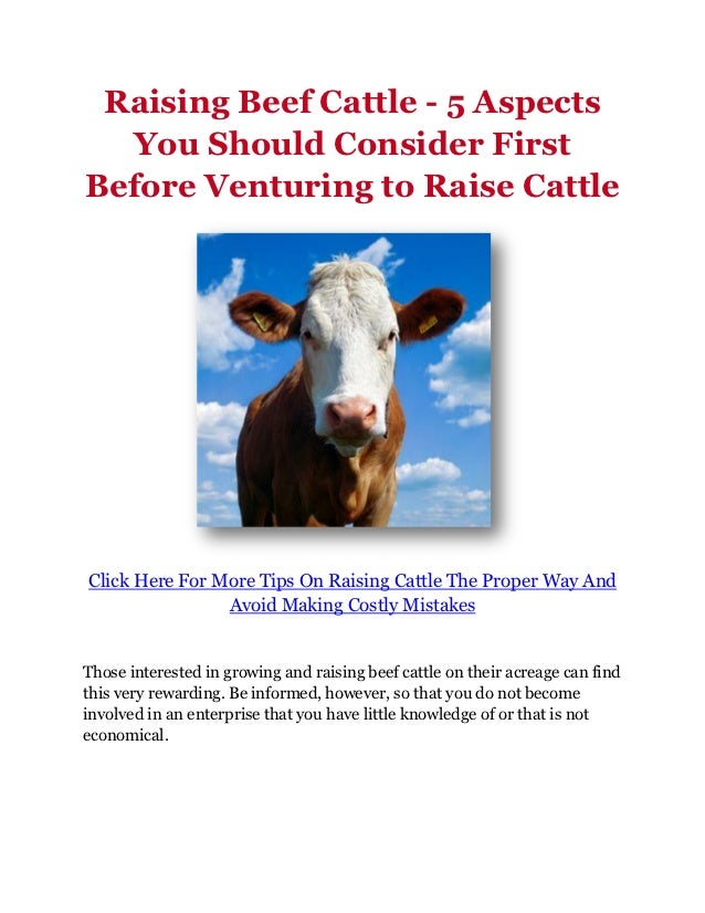 Raising Beef Cattle 5 Aspects You Should Consider First Before Vent…