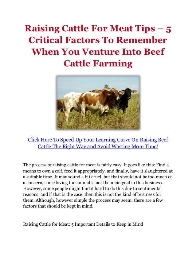 Raising Cattle For Meat Tips 5 Critical Factors To Remember When You