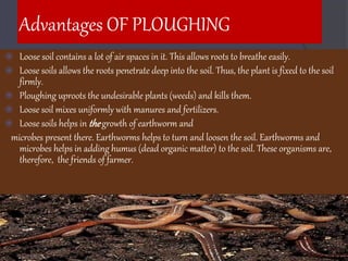 Advantages OF PLOUGHING
 Lo0se soil contains a lot of air spaces in it. This allows roots to breathe easily.
 Loose soils allows the roots penetrate deep into the soil. Thus, the plant is fixed to the soil
firmly.
 Ploughing uproots the undesirable plants (weeds) and kills them.
 Loose soil mixes uniformly with manures and fertilizers.
 Loose soils helps in thegrowth of earthworm and
microbes present there. Earthworms helps to turn and loosen the soil. Earthworms and
microbes helps in adding humus (dead organic matter) to the soil. These organisms are,
therefore, the friends of farmer.
 