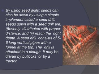  By using seed drills: seeds can
also be sown by using a simple
implement called a seed drill.
seeds sown with a seed drill are:
(i)evenly distributed with proper
distance, and (ii) reach the right
depth. A seed drill consists of 5-
6 long vertical pipes with a
funnel at the top. The drill is
attached to a plough. It may be
driven by bullocks or by a
tractor.
 
