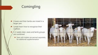 Comingling
 4 ewes and their lambs are mixed in a
larger pen.
 Lambs learn how to recognize their
mothers
 1-2 weeks later, ewes and lamb groups
are combined
 Ewes with triplets are penned separately
for additional supplementation
 