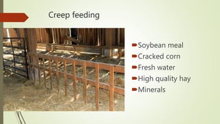 Creep feeding
Soybean meal
Cracked corn
Fresh water
High quality hay
Minerals
 