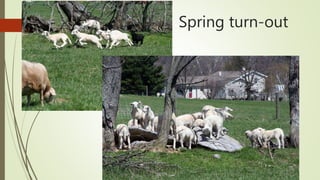 Spring turn-out
 