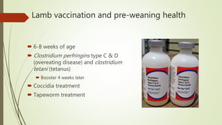 Lamb vaccination and pre-weaning health
 6-8 weeks of age
 Clostridium perfringins type C & D
(overeating disease) and clostridium
tetani (tetanus)
 Booster 4 weeks later
 Coccidia treatment
 Tapeworm treatment
 