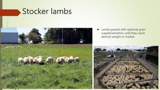 Stocker lambs
 Lambs grazed with optional grain
supplementation until they reach
desired weight or market
 
