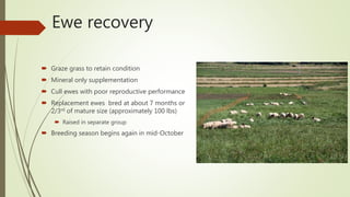 Ewe recovery
 Graze grass to retain condition
 Mineral only supplementation
 Cull ewes with poor reproductive performance
 Replacement ewes bred at about 7 months or
2/3rd of mature size (approximately 100 lbs)
 Raised in separate group
 Breeding season begins again in mid-October
 