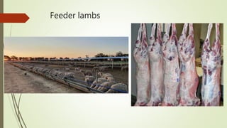 Feeder lambs
 