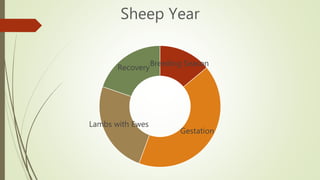 Breeding Season
Gestation
Lambs with Ewes
Recovery
Sheep Year
 