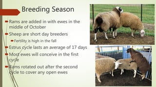 Breeding Season
Rams are added in with ewes in the
middle of October
Sheep are short day breeders
Fertility is high in the fall
Estrus cycle lasts an average of 17 days
Most ewes will conceive in the first
cycle
Rams rotated out after the second
cycle to cover any open ewes
 