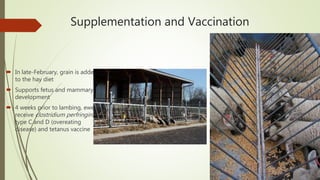 Supplementation and Vaccination
 In late-February, grain is added
to the hay diet
 Supports fetus and mammary
development
 4 weeks prior to lambing, ewes
receive clostridium perfringins
type C and D (overeating
disease) and tetanus vaccine
 