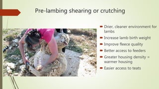 Pre-lambing shearing or crutching
 Drier, cleaner environment for
lambs
 Increase lamb birth weight
 Improve fleece quality
 Better access to feeders
 Greater housing density =
warmer housing
 Easier access to teats
 
