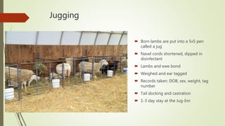Jugging
 Born lambs are put into a 5x5 pen
called a jug
 Navel cords shortened, dipped in
disinfectant
 Lambs and ewe bond
 Weighed and ear tagged
 Records taken: DOB, sex, weight, tag
number
 Tail docking and castration
 1-3 day stay at the Jug-Inn
 