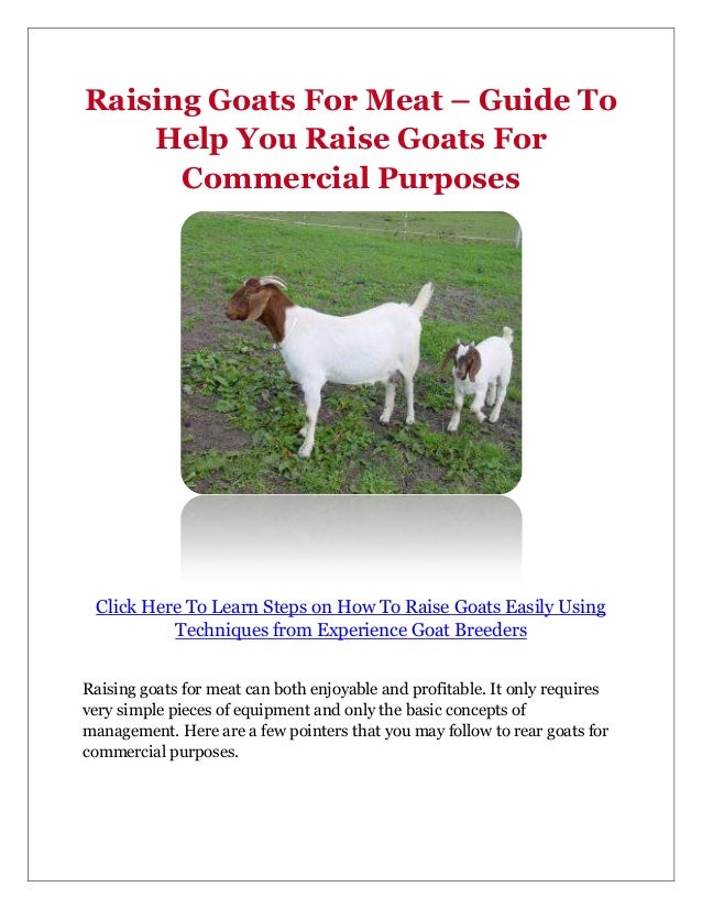 Raising Goats For Meat Guide To Help You Raise Goats For Commercial…