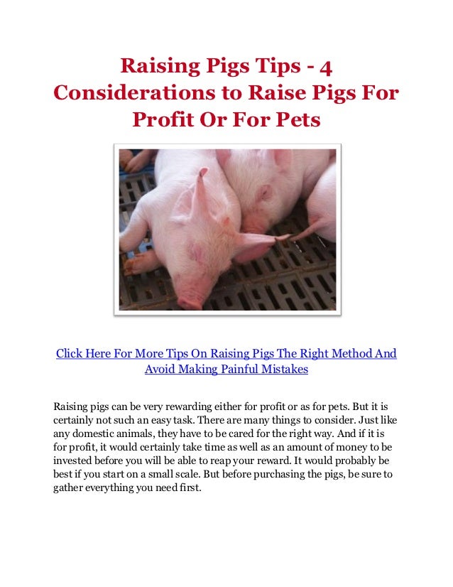 Raising Pigs Tips 4 Considerations to Raise Pigs For Profit Or For Pets