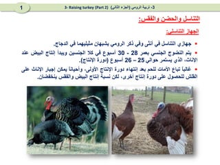 
‫جهازي‬
‫التناسل‬
‫في‬
‫أنثى‬
‫وفي‬
‫ذكر‬
‫الرومي‬
‫يشبهان‬
‫مثيليهما‬
‫في‬
‫الدجاج‬
.

‫يتم‬
‫النضوج‬
‫الجنسي‬
‫بعمر‬
28
-
30
‫أسبوع‬
‫في‬
‫كال‬
‫الجنسين‬
‫ويبدأ‬
‫إنتاج‬
‫البيض‬
‫عند‬
،‫اإلناث‬
‫الذي‬
‫يستمر‬
‫حوالي‬
25
–
26
‫أسبوع‬
(
‫دورة‬
‫اإلنتاج‬
)
.

ً
‫ا‬‫غالب‬
‫تباع‬
‫األمات‬
‫للحم‬
‫بعد‬
‫إنتهاء‬
‫دورة‬
‫اإلنتاج‬
،‫األولى‬
ً
‫ا‬‫وأحيان‬
‫يمكن‬
‫إجبار‬
‫اإلناث‬
‫على‬
‫القلش‬
‫للحصول‬
‫على‬
‫دورة‬
‫إنتاج‬
،‫أخرى‬
‫لكن‬
‫نسبة‬
‫إنتاج‬
‫البيض‬
‫والفقس‬
‫ينخفضان‬
.
‫التناسلي‬ ‫الجهاز‬
:
‫والفقس‬ ‫والحضن‬ ‫التناسل‬
:
3
-
‫الرومي‬ ‫تربية‬
(
‫الثاني‬ ‫الجزء‬
)
(Part 2)
3- Raising turkey
1
 