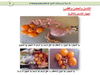 ‫التناسلي‬ ‫الجهاز‬
(
‫األنثى‬
:)
‫والفقس‬ ‫والحضن‬ ‫التناسل‬
:
:a
،‫المبيض‬
b
:
،‫البوق‬
c
:
،‫المعظم‬
d
:
،‫الرحم‬ ‫عنق‬
e
:
،‫الرحم‬
f
:
،‫المهبل‬
g
:
‫المجمع‬
.
:a
،‫المبيض‬
b
:
،‫أوالمعظم‬ ‫البوق‬
c
:
،‫الرحم‬ ‫عنق‬
d
:
،‫الرحم‬
e
:
،‫المهبل‬
f
:
‫الرئة‬
.
3
-
‫الرومي‬ ‫تربية‬
(
‫الثاني‬ ‫الجزء‬
)
(Part 2)
3- Raising turkey
1
 