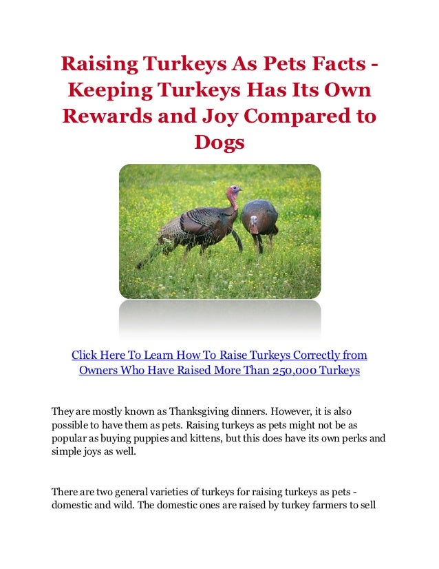 Raising Turkeys As Pets Facts Keeping Turkeys Has Its Own Rewards and