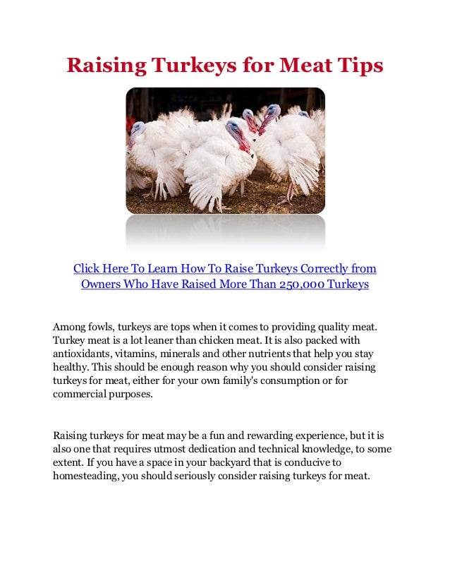 Raising Turkeys for Meat Tips