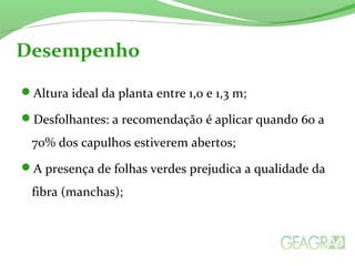 Desempenho 
Altura ideal da planta entre 1,0 e 1,3 m; 
Desfolhantes: a recomendação é aplicar quando 60 a 
70% dos capulhos estiverem abertos; 
A presença de folhas verdes prejudica a qualidade da 
fibra (manchas); 
 