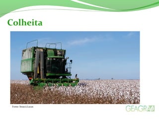 Colheita 
Fonte: Stracci,Lucas 
 