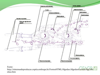 Fonte: 
http://sistemasdeproducao.cnptia.embrapa.br/FontesHTML/Algodao/AlgodaoCerrado/figColh 
eita2.htm 
 