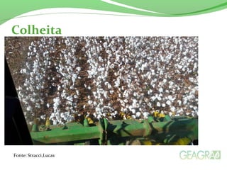 Colheita 
Fonte: Stracci,Lucas 
 