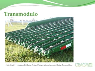 Transmódulo 
Fonte: http://www.busa.com.br/Algodao-Produto/Transportador-de-Fardos-de-Algodao-Transmodulo/10 
 