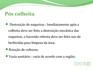 Pós colheita 
 Destruição de soqueiras : Imediatamente após a 
colheita deve ser feito a destruição mecânica das 
soqueiras, e havendo rebrota deve ser feito uso de 
herbicidas para limpeza da área; 
Rotação de culturas; 
Vazia sanitário : varia de acordo com a região; 
 