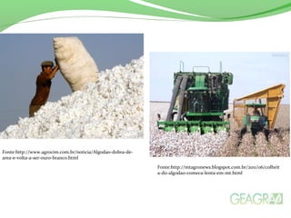 Fonte:http://www.agrocim.com.br/noticia/Algodao-dobra-de-area- 
e-volta-a-ser-ouro-branco.html 
Fonte:http://mtagronews.blogspot.com.br/2011/06/colheit 
a-do-algodao-comeca-lenta-em-mt.html 
 