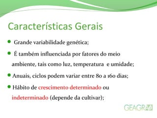 Características Gerais
 Grande variabilidade genética;
 É também influenciada por fatores do meio
ambiente, tais como luz, temperatura e umidade;
Anuais, ciclos podem variar entre 80 a 160 dias;
Hábito de crescimento determinado ou
indeterminado (depende da cultivar);
 