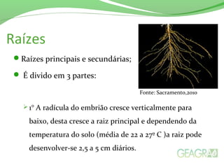 Raízes
Raízes principais e secundárias;
 É divido em 3 partes:
 1° A radícula do embrião cresce verticalmente para
baixo, desta cresce a raiz principal e dependendo da
temperatura do solo (média de 22 a 27º C )a raiz pode
desenvolver-se 2,5 a 5 cm diários.
Fonte: Sacramento,2010
 