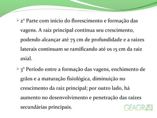 2° Parte com início do florescimento e formação das
vagens. A raiz principal continua seu crescimento,
podendo alcançar até 75 cm de profundidade e a raízes
laterais continuam se ramificando até os 15 cm da raiz
axial.
 3° Período entre a formação das vagens, enchimento de
grãos e a maturação fisiológica, diminuição no
crescimento da raiz principal; por outro lado, há
aumento no desenvolvimento e penetração das raízes
secundárias principais.
 