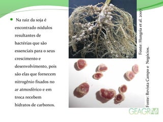  Na raiz da soja é
encontrado nódulos
resultantes de
bactérias que são
essenciais para o seus
crescimento e
desenvolvimento, pois
são elas que fornecem
nitrogênio fixados no
ar atmosférico e em
troca recebem
hidratos de carbonos.
Fonte:Hungriaetal.2007
Fonte:RevistaCampoeNegócios.
 
