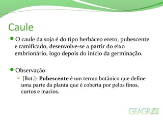 Caule
O caule da soja é do tipo herbáceo ereto, pubescente
e ramificado, desenvolve-se a partir do eixo
embrionário, logo depois do início da germinação.
Observação:
 [Bot.]- Pubescente é um termo botânico que define
uma parte da planta que é coberta por pelos finos,
curtos e macios.
 