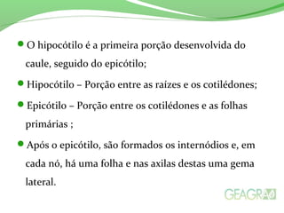 O hipocótilo é a primeira porção desenvolvida do
caule, seguido do epicótilo;
Hipocótilo – Porção entre as raízes e os cotilédones;
Epicótilo – Porção entre os cotilédones e as folhas
primárias ;
Após o epicótilo, são formados os internódios e, em
cada nó, há uma folha e nas axilas destas uma gema
lateral.
 
