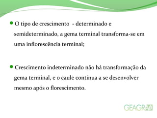 O tipo de crescimento - determinado e
semideterminado, a gema terminal transforma-se em
uma inflorescência terminal;
Crescimento indeterminado não há transformação da
gema terminal, e o caule continua a se desenvolver
mesmo após o florescimento.
 